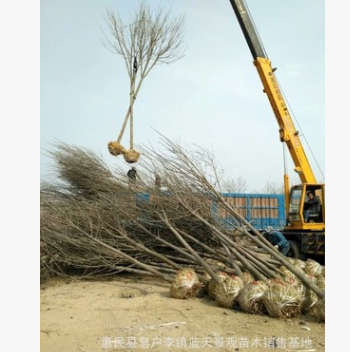 大量批发销售速生白蜡小苗 白蜡树苗圃直销 欢迎订购