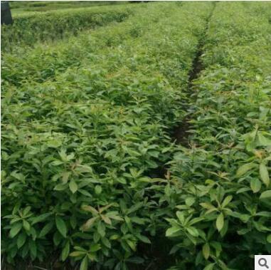 木荷苗荷木种苗基地直供 常绿乔木苗圃直供园林批发图2