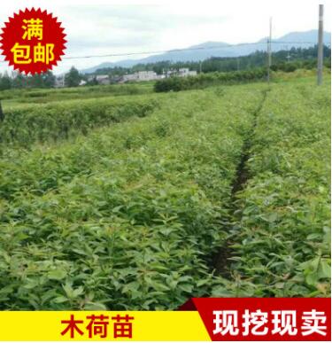 木荷苗荷木种苗基地直供 常绿乔木苗圃直供园林批发图3