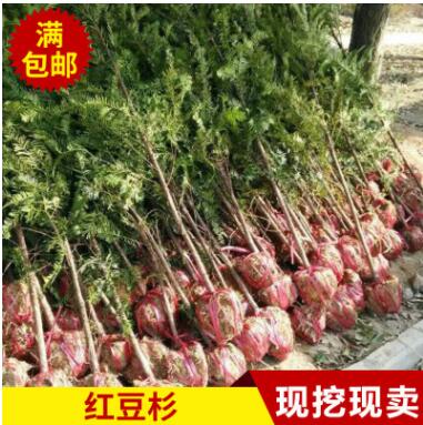 红豆杉 四季常青红豆杉苗批发南方红豆杉树苗图2