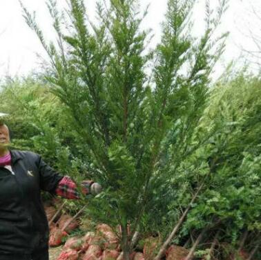 红豆杉 四季常青红豆杉苗批发南方红豆杉树苗图3