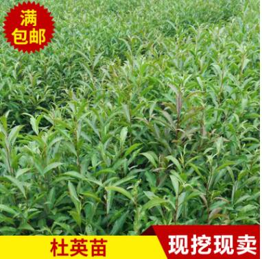 专业供应苗木批发绿化园林苗木 花卉 规格齐 全绿化苗木杜英苗