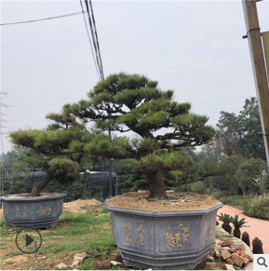 精品造型日本大阪松 五针松 罗汉松 黑松 城市园林绿色景观图3