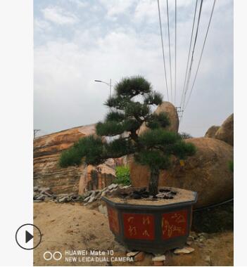 精品造型日本大阪松 五针松 罗汉松 黑松 城市园林绿色景观图2