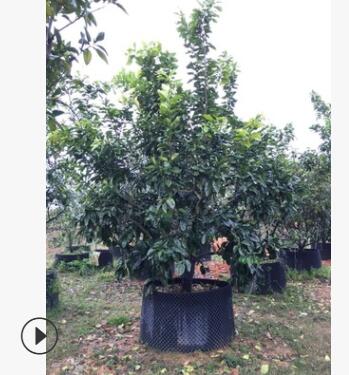 供应批发全冠柚子绿化树，蜜柚绿化苗木图2
