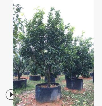 供应批发全冠柚子绿化树，蜜柚绿化苗木图3