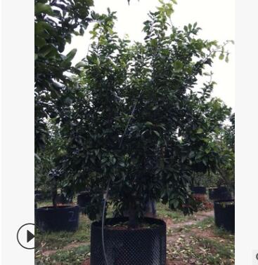 供应批发全冠柚子绿化树，蜜柚绿化苗木