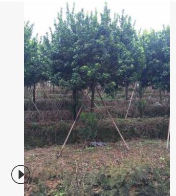 批发米兰 芳香浓郁 雅气十足 多年生 米兰 各种绿化图2