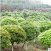 桂花	常绿	22cm常绿露地绿化	观叶