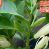 绿植白兰花苗十里香味独特白兰花盆栽花卉绿植白玉兰花树苗