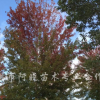 美国红枫