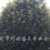 桂花