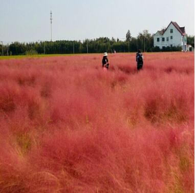 粉黛乱子草种子 多年生观赏草 特价毛芒乱子草 粉米利草 庭院花卉图3