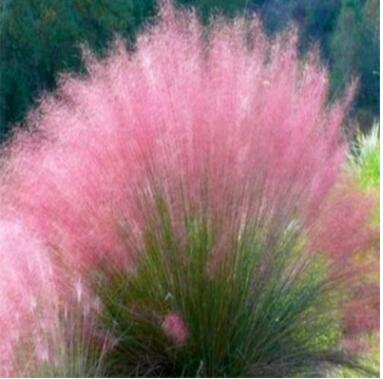 粉黛乱子草种子 多年生观赏草 特价毛芒乱子草 粉米利草 庭院花卉图2