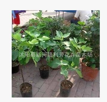 无花果树苗批发盆栽地栽青皮紫果当年结果包成活果树苗