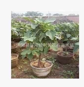 无花果树苗批发盆栽地栽青皮紫果当年结果包成活果树苗图2