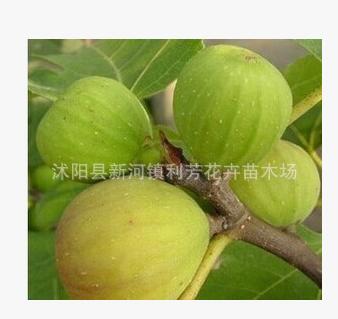 无花果树苗批发盆栽地栽青皮紫果当年结果包成活果树苗图3