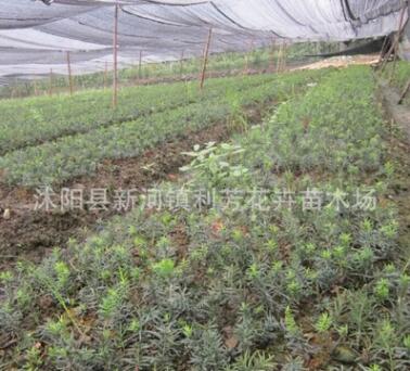南方红豆杉 一年苗 壮苗 红豆杉小苗图3