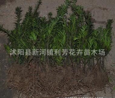 南方红豆杉 一年苗 壮苗 红豆杉小苗图2