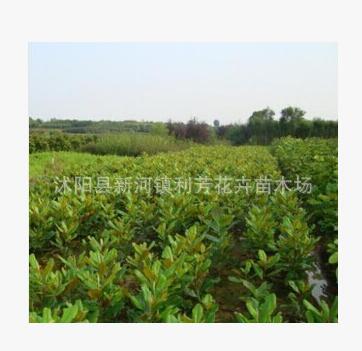 苗木基地供应白玉兰小苗 工程绿化苗木图3