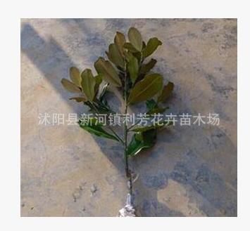 苗木基地供应白玉兰小苗 工程绿化苗木图2