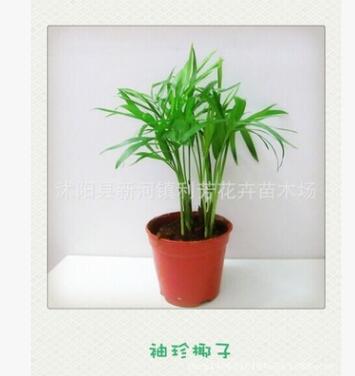 迷你盆栽植物 袖珍椰子 净化空气中的苯和甲醛图2