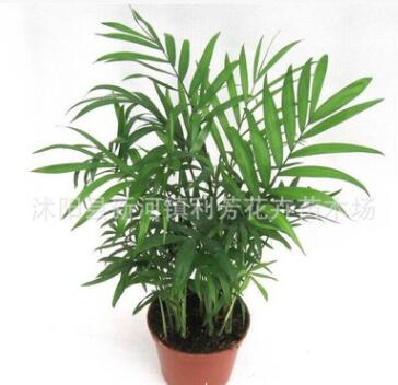 迷你盆栽植物 袖珍椰子 净化空气中的苯和甲醛