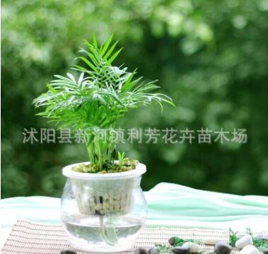 迷你盆栽植物 袖珍椰子 净化空气中的苯和甲醛图3