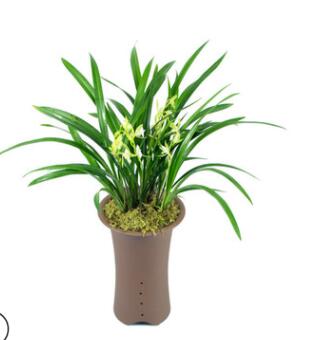 矮种清香型 兰花苗【香妃】四季兰 建兰 花盆栽室内花卉绿植好养图3