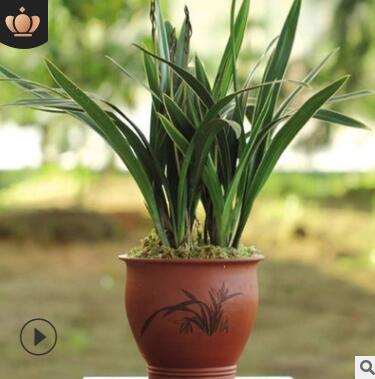 矮种清香型 兰花苗【香妃】四季兰 建兰 花盆栽室内花卉绿植好养图2