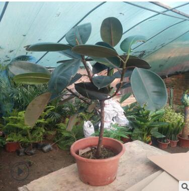 黑金刚 橡皮树 琴叶榕绿植盆栽 植物室内客厅四季常青植物吸甲醛图2
