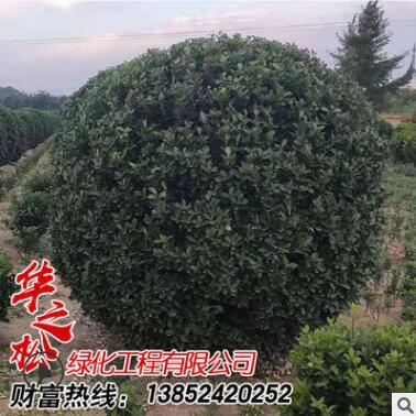 批发供应优质大叶黄杨 四季常青园林绿化工程苗 冬青小苗图2