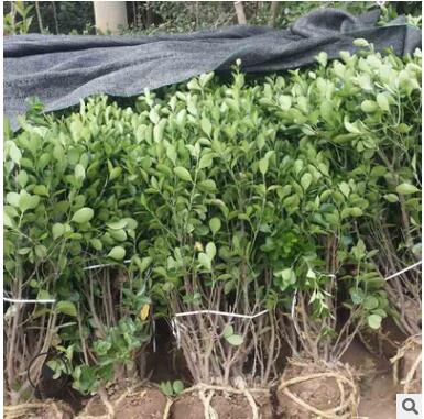 批发供应优质大叶黄杨 四季常青园林绿化工程苗 冬青小苗图3