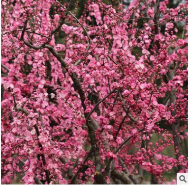 批发榆叶梅树苗绿化苗木庭院盆栽花卉精品盆景嫁接榆叶梅图2