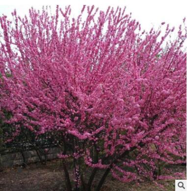 批发榆叶梅树苗绿化苗木庭院盆栽花卉精品盆景嫁接榆叶梅图3