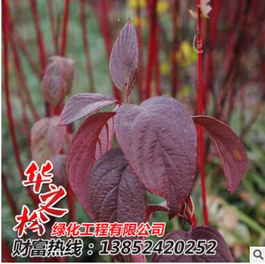 批发红瑞木绿化苗 观赏价值高 庭院工程 耐寒植物 园林绿化植物图2