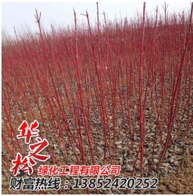 批发红瑞木绿化苗 观赏价值高 庭院工程 耐寒植物 园林绿化植物图3