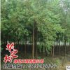 乌桕树苗销售 园林工程绿化乔木 景观行道树庭荫树观叶植物