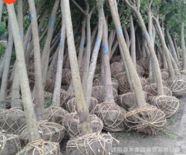 大叶女贞树苗批发基地苗圃直供园林工程绿化用苗大叶女贞全规格苗图2