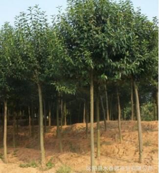 大叶女贞树苗批发基地苗圃直供园林工程绿化用苗大叶女贞全规格苗图3