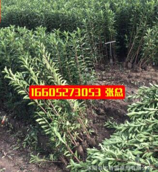 法国冬青苗批发 基地苗圃直供 园林绿化苗木法青日本珊瑚树绿篱苗图3