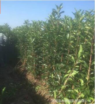 法国冬青苗批发 基地苗圃直供 园林绿化苗木法青日本珊瑚树绿篱苗图2