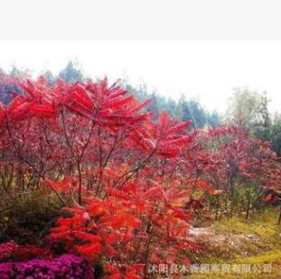 火炬树 基地苗圃直供 绿化苗 红叶树种彩叶树种图2