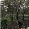 工程绿化榉树红榉行道树 色块毛球袋杯 萧山基地直销一站式采购
