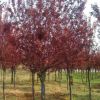 红叶李 4-18公分紫叶李树苗 苗圃直供 工程绿化用苗