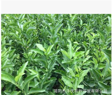 砂糖蜜桔树苗 嫁接柑橘果树苗批发 基地直销橘子树成苗图2