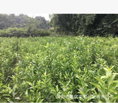 砂糖蜜桔树苗 嫁接柑橘果树苗批发 基地直销橘子树成苗图3