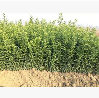 批发嫁接砂糖橘苗 欢迎来电订购砂糖橘苗图2