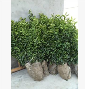 批发嫁接砂糖橘苗 欢迎来电订购砂糖橘苗图3