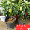 观赏小苹果盆栽树苗批发庭院家居盆栽嫁接苹果苗 苹果苗价格